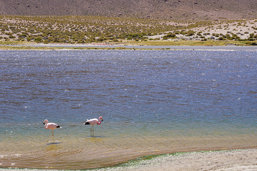 Wild Flamingos in Laguna Chaxa Park of atacama desert, San Pedro de Atacama, Chile