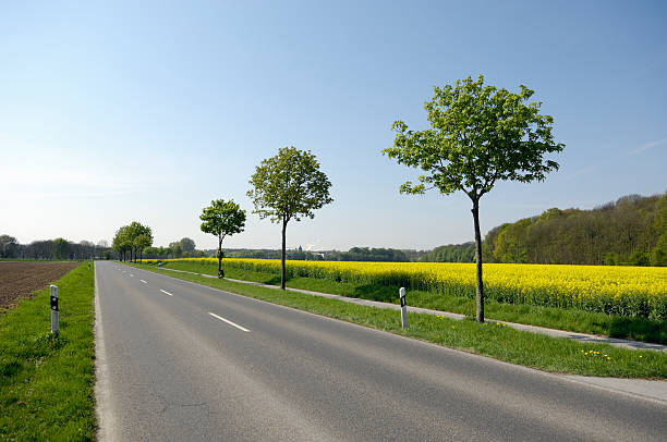 istock Straight country road and canola field in spring 183862251
