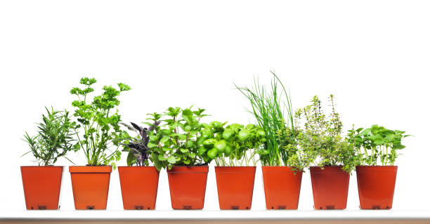 istock Potted Garden Herbs in Retail Plastic Container on White Background 183862380