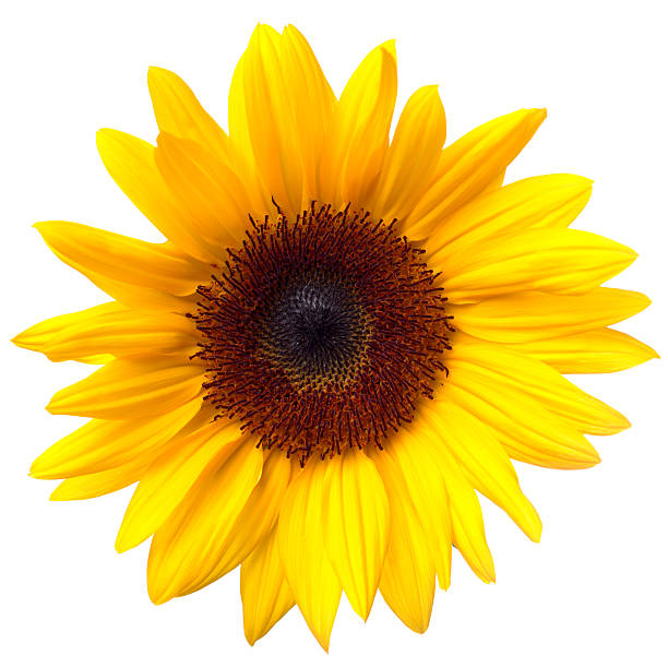 istock Sunflower Isolated on White + Clipping Path 183862451