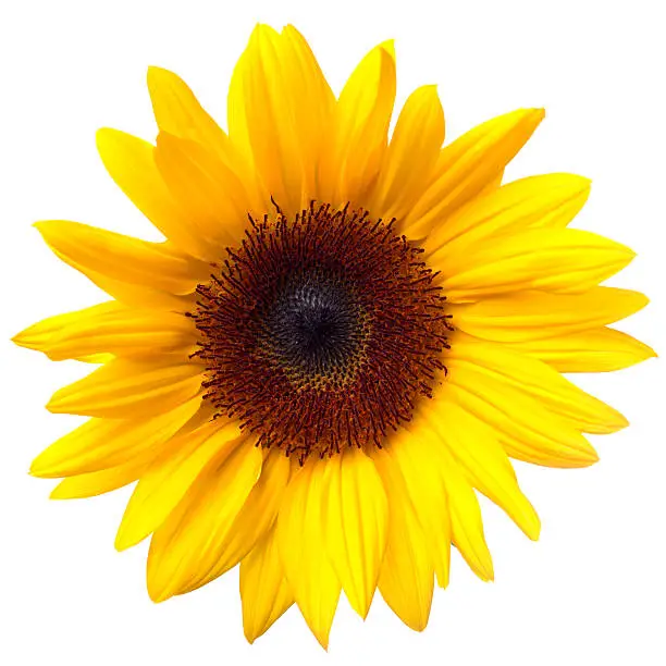 Softly lit sunflower isolated on a plain white background.