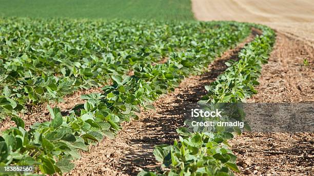 Giovane La Soia In Nicaragua Ordinato Direttamente Righe - Fotografie stock e altre immagini di Agricoltura