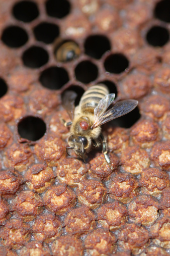 bee suffering of varroa destructor mite