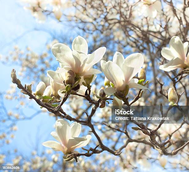 인명별 매그놀리아 봄 0명에 대한 스톡 사진 및 기타 이미지 - 0명, 경관, 고요한 장면