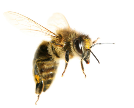 Natural dorsal closeup on a female European wool carder bee, Anthidium manicatum at hte bee-hotel