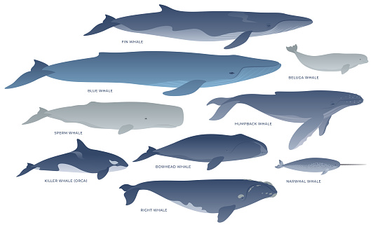 Clipart on a white background. Collection of marine mammals. Blue, Humpback, Killer (Orca), Beluga, Narwhal, Sperm, Bowhead, Right, Fin Whale.