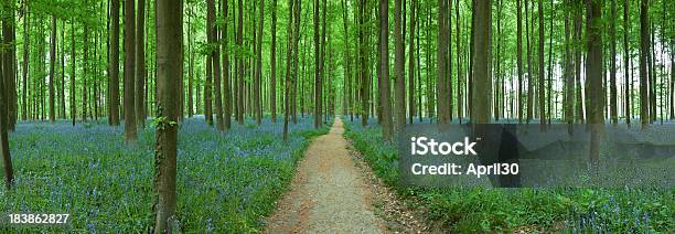 Campainha Carpete Em Floresta - Fotografias de stock e mais imagens de Ao Ar Livre - Ao Ar Livre, Azul, Beleza natural