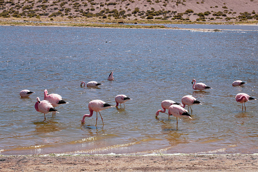 Beautiful flamingos feeding on the Atacama Desert.