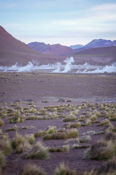 vallée du geyser el tatio dans le désert d’atacama - geyser nature south america scenics photos et images de collection