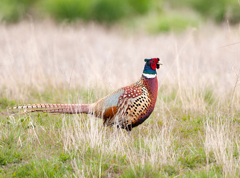 Ring-necked Pheasant - Male.