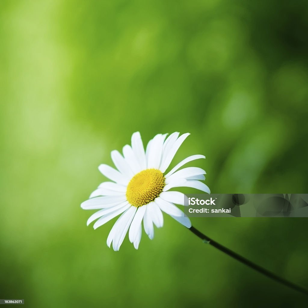 Kamille gegen green unscharf im Hintergrund - Lizenzfrei Bildkomposition und Technik Stock-Foto