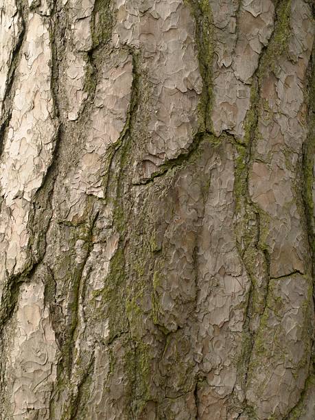 Close-up de casca de Pinheiro-de-riga - fotografia de stock