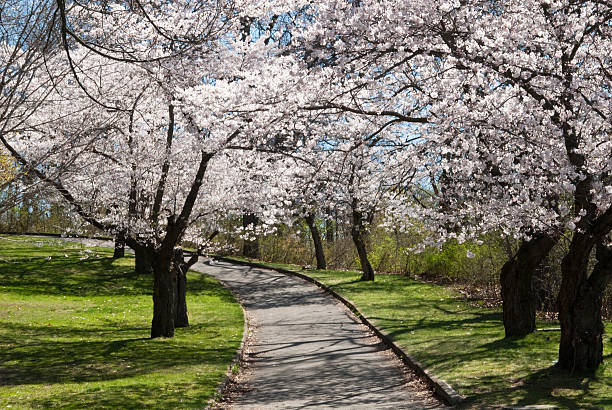A footpath going up a hill with green grass and lined with blooming white cherry trees.