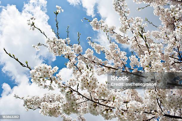 Foto de Muitas Flores De Cerejeiras Em Flor Branca Na Árvore Em Belo Céu e mais fotos de stock de Abstrato