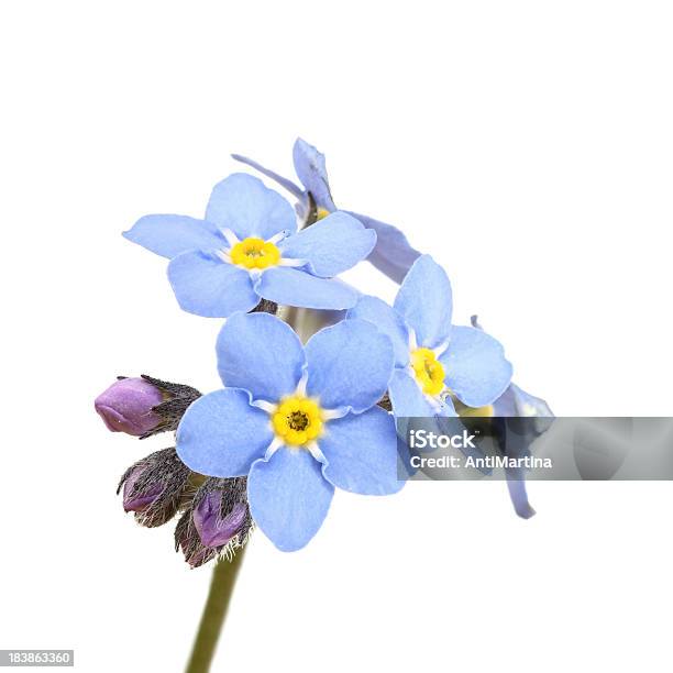 Non Ti Scordar Di Me Isolato Su Bianco - Fotografie stock e altre immagini di Non ti scordar di me - Non ti scordar di me, Fiore, Scontornabile