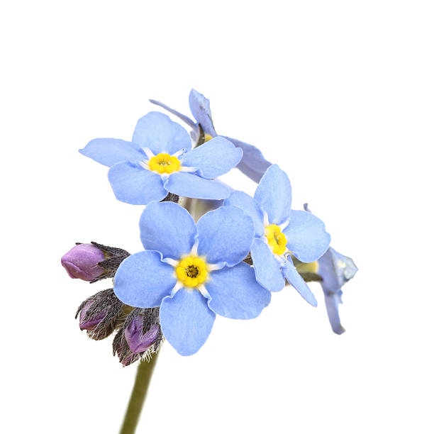forget-me-not (myosotis) isolated on white blue forget-me-not (myosotis) isolated on white forget me not stock pictures, royalty-free photos & images