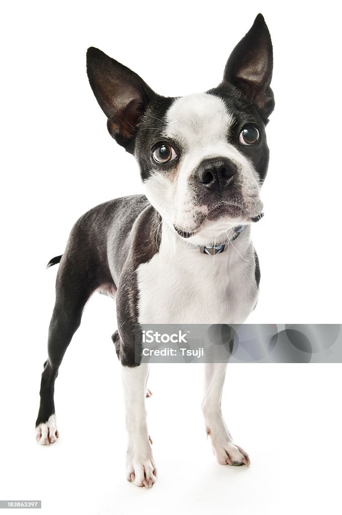 Dog looking Boston terrier standing and looking on white background.More nature and animals images: Alertness Stock Photo