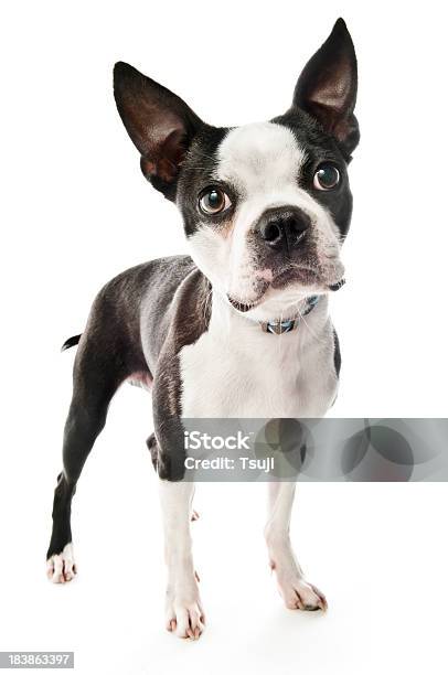 Dog Looking Stock Photo - Download Image Now - Alertness, Animal, Bulldog