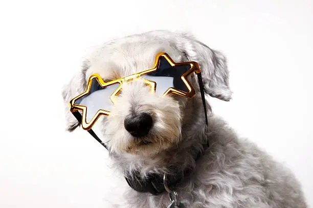 Schoodle (schnauzer/poodle mix) wearing sunglasses with gold star shaped frames.