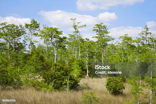 Cedar Floresta - Fotografias de stock e mais imagens de Ao Ar Livre - Ao Ar Livre, Cipreste, Conífera