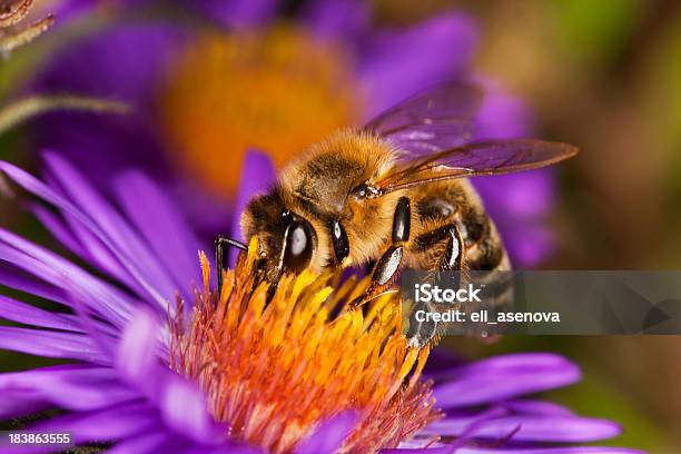 Abelha De Mel - Fotografias de stock e mais imagens de Abelha - Abelha, Abelha de mel, Animal