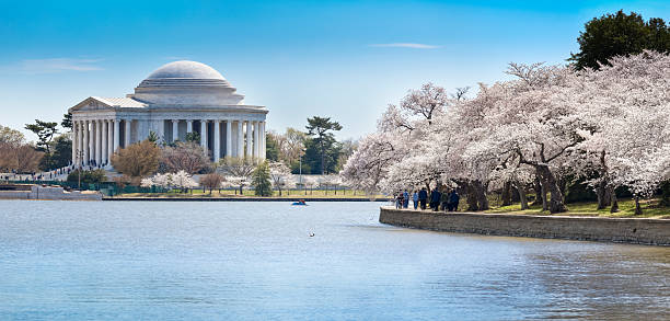 istock Jefferson Memorial, Tidal Basin and Cherry Blossoms in Full Bloom 183863649