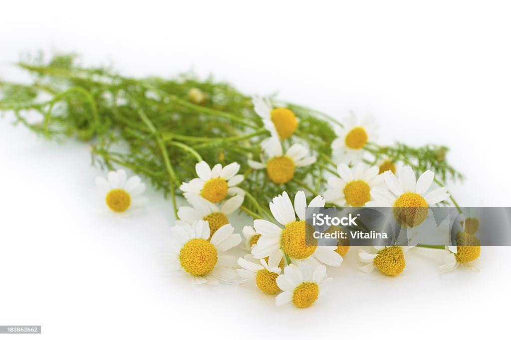 Whild chamomiles. Close-up shot of wild chamomiles. Isolated on white. Chamomile Stock Photo