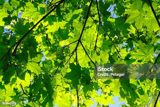 Foglie Verdi - Fotografie stock e altre immagini di Albero - Albero, Ambiente, Bellezza naturale
