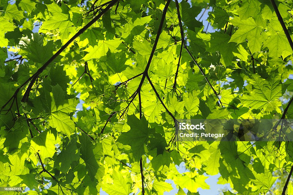 Verde folhas - Royalty-free Beleza natural Foto de stock