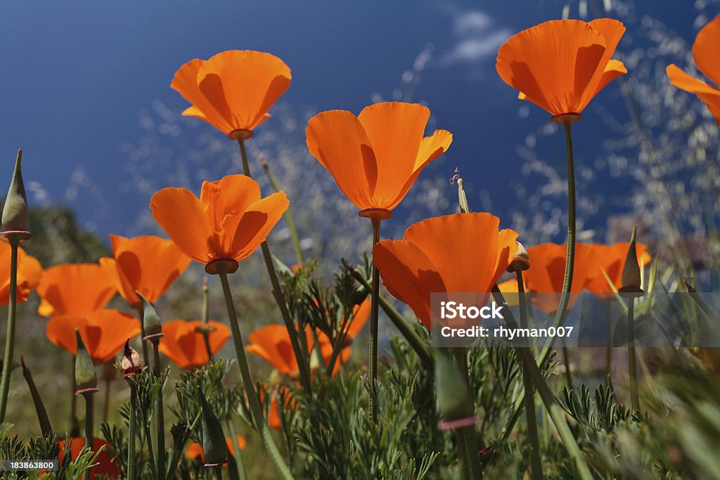 Poppies de California - Foto de stock de Aire libre libre de derechos