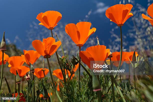 Poppies De California Foto de stock y más banco de imágenes de Aire libre - Aire libre, Amapola - Planta, Amapola carliforniana