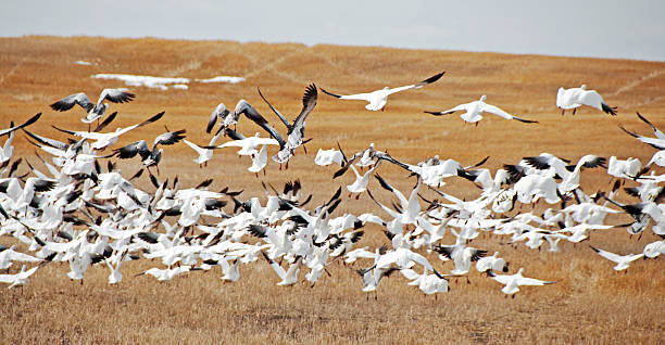 istock Snow Geese Airborne Over Stubble 183863937