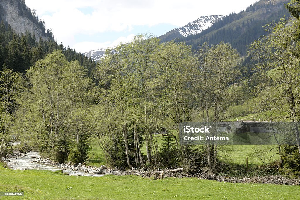 Aschauer valley - Foto stock royalty-free di Albero