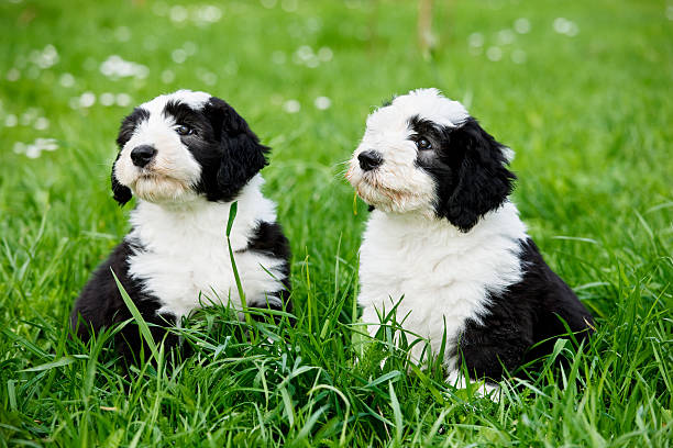 zwei stummelschwanzkatze welpen in der wiese - old english sheepdog stock-fotos und bilder