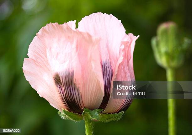 핑크 털양귀비 0명에 대한 스톡 사진 및 기타 이미지 - 0명, 꽃 한송이, 꽃-식물