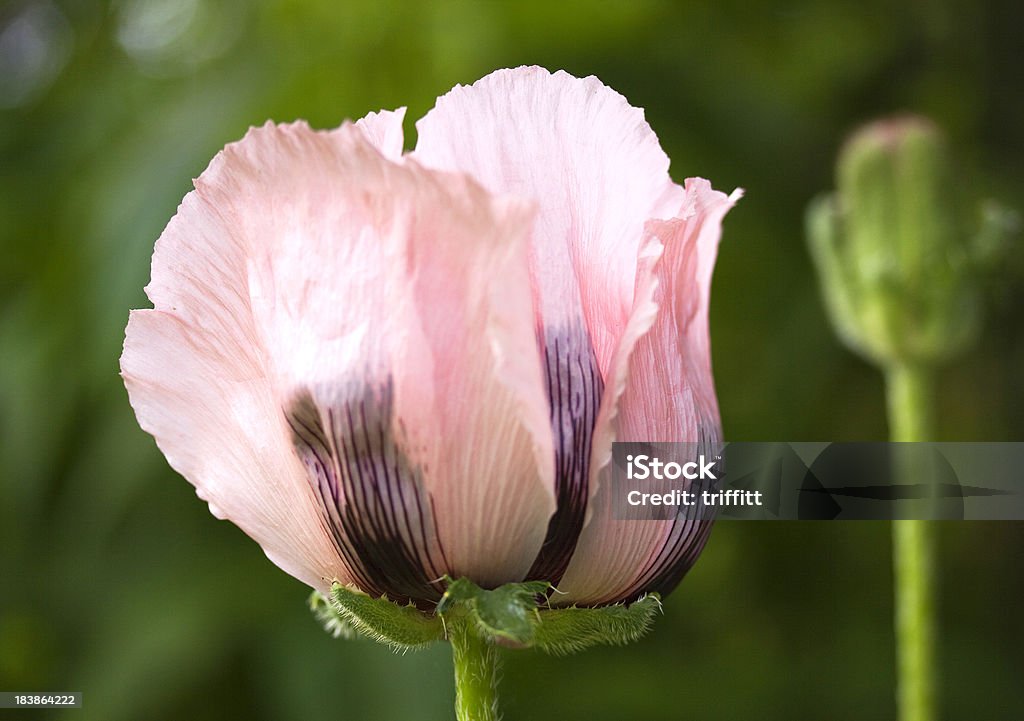 Rosa Papoula Oriental - Royalty-free Beleza natural Foto de stock