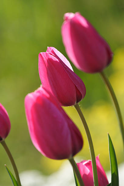 Tulips in spring stock photo