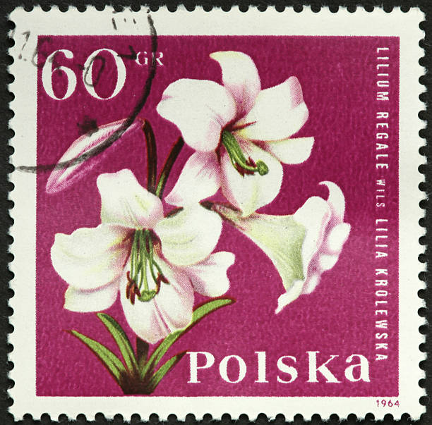 istock white lily on a Polish postage stamp 183864571