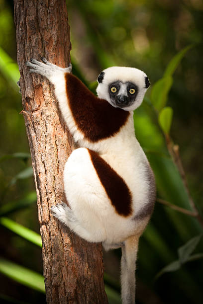 Lemour in a tree A lemour sitting on a tree branch lemur madagascar stock pictures, royalty-free photos & images