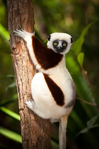 A lemour sitting on a tree branch