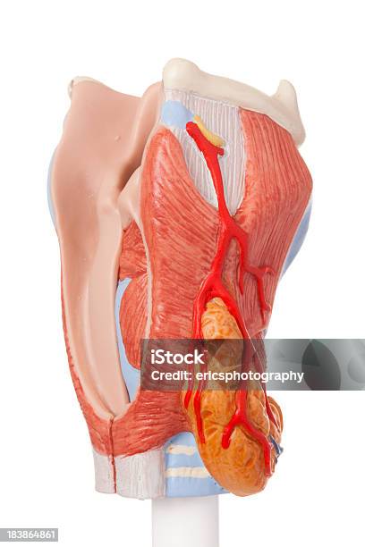 Laringe - Fotografie stock e altre immagini di Corda vocale - Corda vocale, Anatomia interna, Anatomia umana