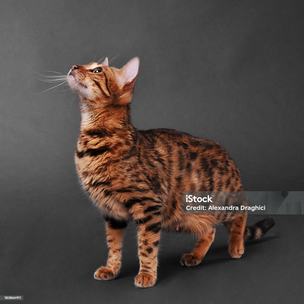 벵골고양이 루킹 바라요 - 로열티 프리 애완고양이 스톡 사진