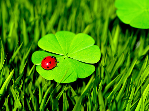 Two traditional symbols for fortune and luck. Seven spot ladybug on a four-leaved clover. Selective focus on back of ladybird. 3d render.Similar images: