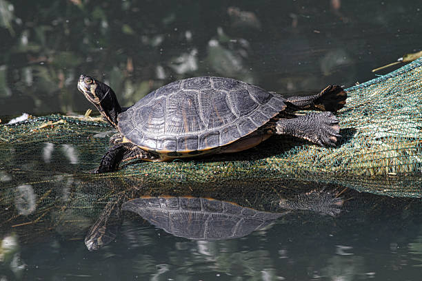 Image of a mud turtle head on water. Amphibians animals.