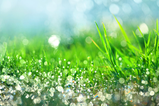 Gotas de agua en verde hierba-DOF superficial photo