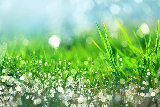 gotas de agua en verde hierba-dof superficial - damp course fotografías e imágenes de stock