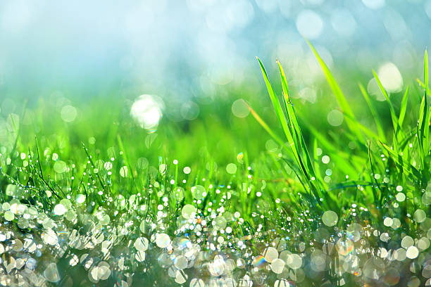 water drops on green grass - shallow dof - 淺的 個照片及圖片檔