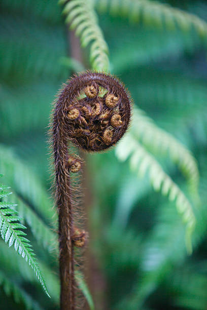 koru felce - fractal fern foto e immagini stock