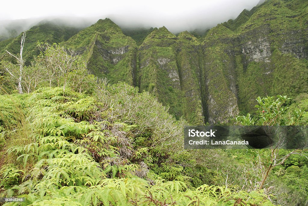 Koolau Mountains, Hawaii "Spectacular hiking trail in Oahu, Hawaii goes via lush rainforest in Koolau Mountain Range." Awe Stock Photo