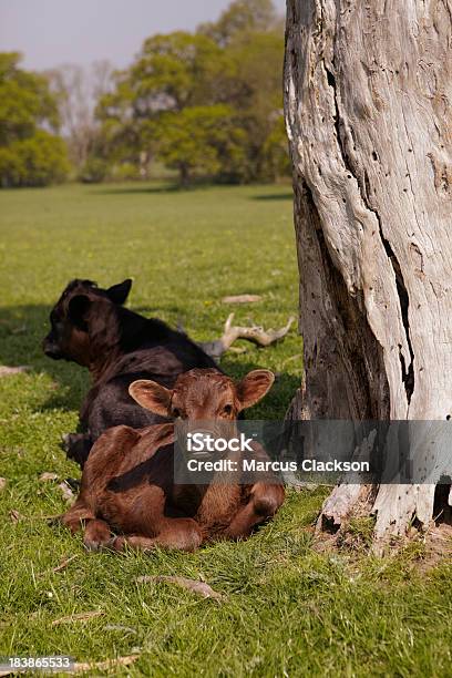 Foto de Jovem Panturrilhas Sentado Sob Uma Árvore e mais fotos de stock de Agricultura - Agricultura, Animal, Animal de Fazenda